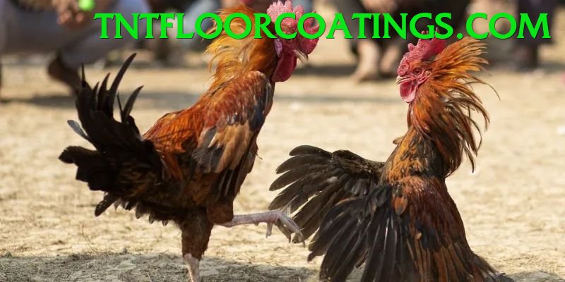 Trường Đấu Đá Gà Chuyên Nghiệp
